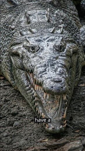 Alligator vs. Crocodile: Can You Spot the Difference?