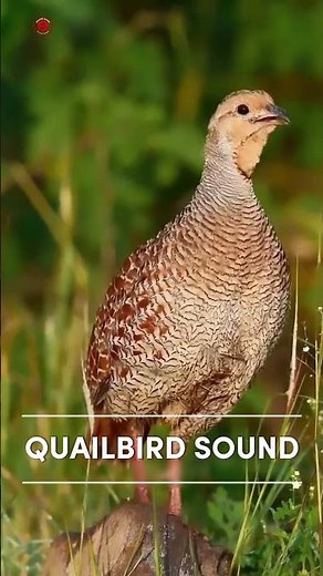 Real Quail Sounds | High Quality | Adorable Quail Bird Sound Experience! | 4K #shorts