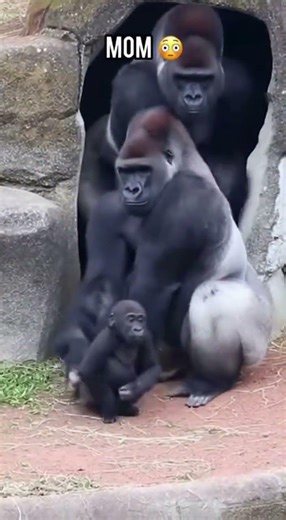 Gorilla Dad Changes When Mom Appears🤭😂😭 #gorilla #gorillatag #funny #trending #fyp #viral #animals