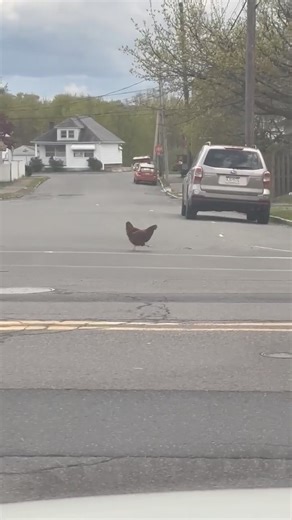 What did the Chicken say when it crossed the road in Exeter. | The Valley