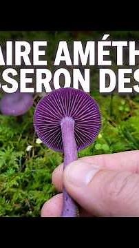 The Amethyst Laccarius, very popular mushroom
