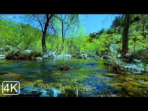 Babbling Brook Sound, Peaceful Birds Chirping in the Morning, Relaxing Sounds of Nature