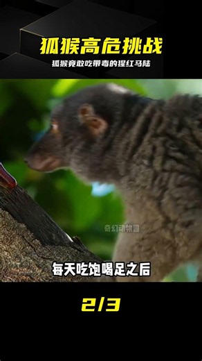 Lemurs Risk Fatal Poisoning to Get High on Millipedes: Hardcore Survival at Its Peak #Lemur #Mill...