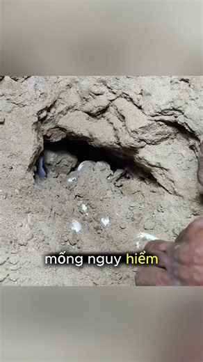 Dân Làng Phát Hiện Ổ Trăn Lớn Trong Hang, Máy Xúc Đến Đào Bắt #thếgiớiđộngvật