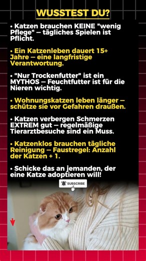 Also du willst eine Katze? Lies das ZUERST 🐈🚫