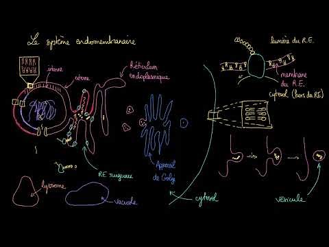 The endomembrane system