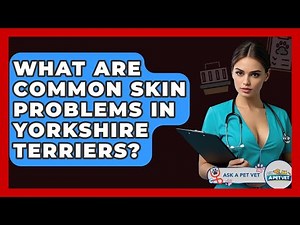 What Are Common Skin Problems In Yorkshire Terriers? - Ask A Pet Vet