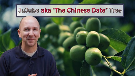 Jujube aka the Chinese date tree | Garden vlog episode 17