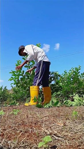 Expert Pruning for Better Guava Yield 🍐✨