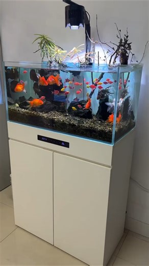 Relaxing Stream Aquarium Setup Beside TV 🌿✨ Perfect for Lazy Fish Keepers #Aquarium