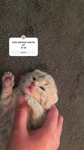 Baby cat enjoy the love.