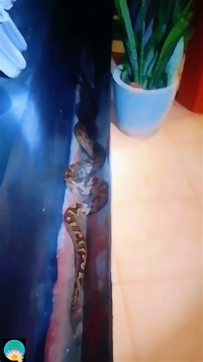 Giant Python | Fast Drain Escape 🐍 #Shorts