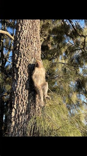 Monkey view of beautiful sunrise | Volcano Mount Bromo #nature #animals #life #monkey #tree #volcano