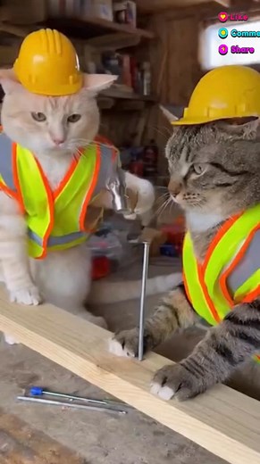 😂 When DIY Goes Wrong: Cat vs Hammer Chase! 🐱🔨 You think it’s just a simple nail job… until the cat gets involved! Watch this hilarious moment when a hammer miss turns into the funniest chase ever. Perfect comedy for your day! #FunnyCats #CatComedy #DIYFail #EpicFail #CatChase #HammerTime #CatReels #ComedyReels #CatsOfFacebook #ViralCats #UKHumor #USHumor #CatLovers #DailyLaughs #AnimalComedy | Daily Giggles