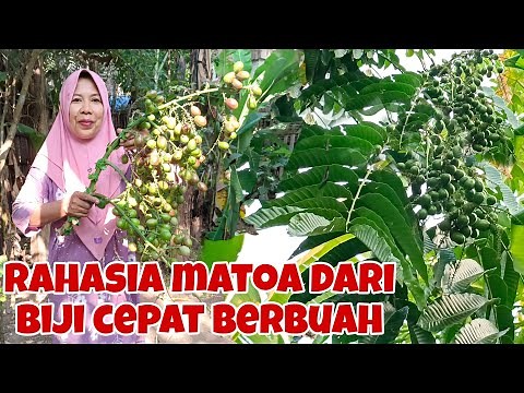 HOW TO GET MATOA TREES TO BEAR FRUIT QUICKLY
