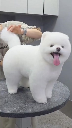 Pomeranian Grooming Transformation | Before & After