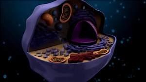 Cell Structure and Function on Make a GIF