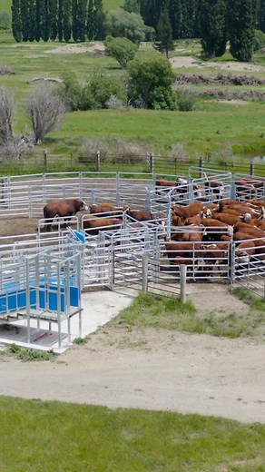 1.9K views · 14 reactions | Steven Joyce loves his Te Pari Cattle Yards and says, "They just flow so well. I should have done it 5 or 6 years ago!" | Te Pari | Facebook