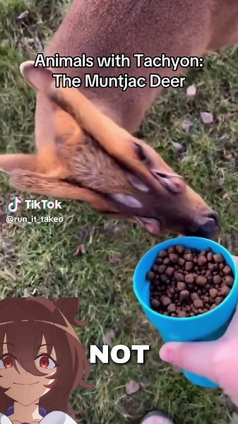 #umamusume #umamusumeprettyderby #ウマ娘 | Muntjac Deer