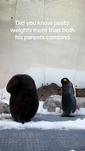 Pesto The Penguin: A Chonk Baby Penguin Fact
