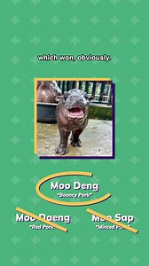 How Moo Deng has a hold on the internet 🤩 | Parsec