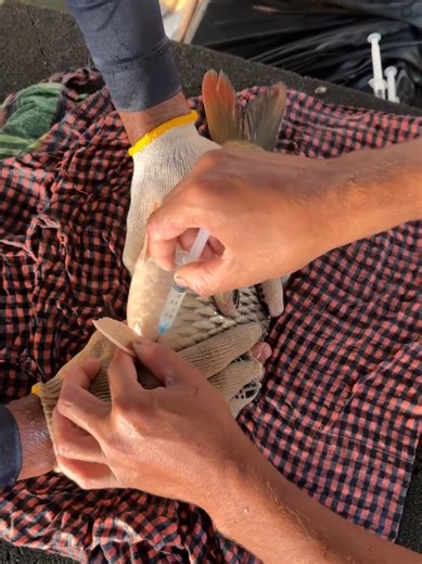 Karp Fish Breeding Techniques