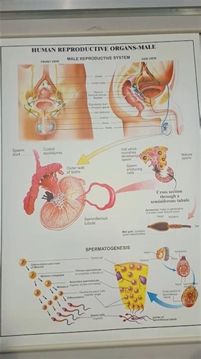 Human Male Reproductive Organs | Anatomy Explained in 30 Seconds | By Ramashish Sir#anatomicalmodel