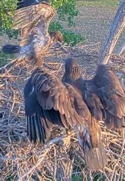 Kansas Eagles 5-11-26. Sibling Squabbles with Osage and Kaw! 🫣😂