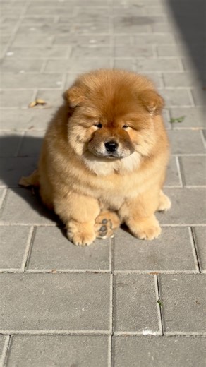 🎀 LULA 🎀 Golden chow girl soaking up the sunshine — fluffy, calm, and absolutely glowing. ☀️🐻💛 #chowchow #chowchowpuppy #chowchowpuppies #chowchowworld #chowchowlovers #puppy #puppies #doglover #dog #pets | Xia Jovana Chow