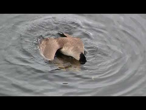 Geese mating