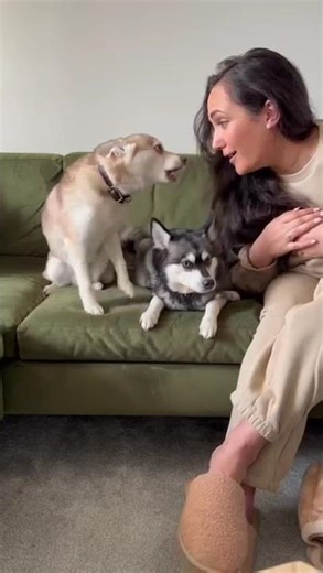 I Pretended To Bark to Wake Up My Mini Husky… He Freaked Out