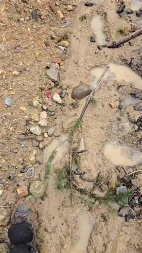 Exploring Stunning Carnelian Buckskin in Southern Oregon