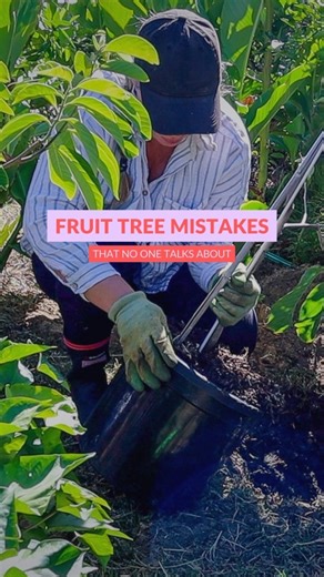 Holly Noakes 👩🏼‍🌾🌿🌈🌻 on Instagram: "🌳🍑 Skip these fruit tree mistakes if you want to harvest LOADS of homegrown fruit from your backyard 👇 After 10+ years growing fruit trees in a Perth backyard (zone 10b), I’ve turned a small suburban block into an abundant urban food forest — and I want to help you SKIP years of frustration! Here are just a few 👇 🌳 Buying bigger trees to “save time” (root-bound or roots cut & more!) 🌳 Believing what is sold at the nursery WILL suit your climate..(t