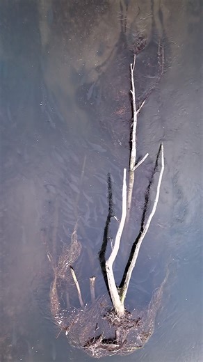 Was denkt ihr, warum stehen gerade hier so viele Fische? Könnte das ihr Winterplatz am Fluss sein? ❄️ Ende November, das Wasser ist kalt und klar… und an einer Stelle hat @Miclaus Cătălin eine ganze Gruppe Fische entdeckt. Nicht alle, aber dieser Bereich scheint sie förmlich anzuziehen. 😍