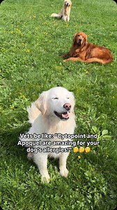 4.9K views · 19 reactions | I get it, it’s HARD seeing your dog so...