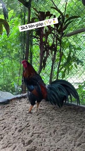 Hợp nhãn liên hệ : 0365.000.32 #taigada