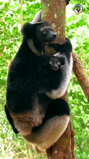 The Indri lemur, also known as the Babakoto, is the largest living lemur species and is native to the eastern rainforests of Madagascar. #IndriLemur #lemur #lemurlife #viralpage #trendingreel #viralreels #wildlife #wildanimals #wildlifeanimals #animallover #nature #hindifacts #naturelovers #knowanytime | Know Anytime