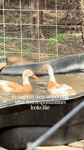 Enjoying Spring Weather with Happy Ducks in Texas