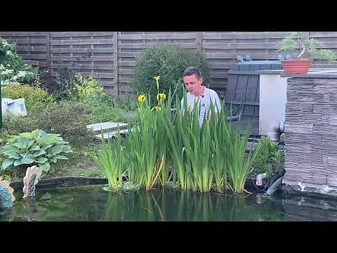 Les plantes aquatique et abords du bassin.