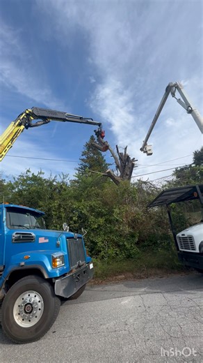 This Tree was literally falling apart! | Brittain's Tree and Crane Service