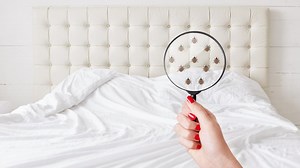 Does Renters Insurance Cover Bed Bugs? (And How To Prevent Them)