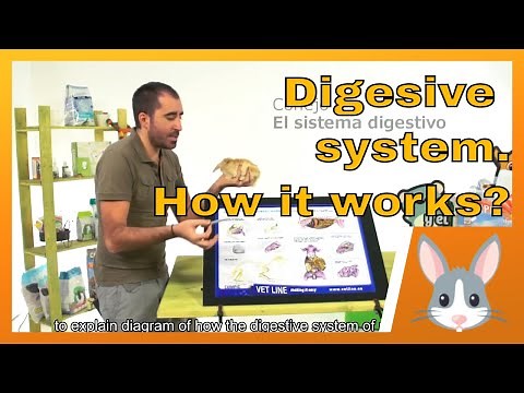 🐰 RABBITS: Digestive system of rabbits. How it works?