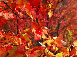 Thankful | Worship Films