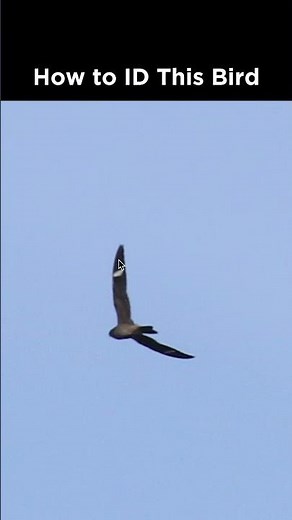 Can you identify this flying bird?