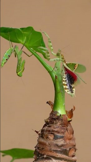 Praying Mantis Vs Flower Mantis #prayingmantis #mantisfight #natureisbrutal #insects
