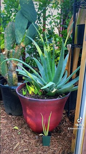 Aloe Vera Plant Care/Growing Massive Aloe Plants