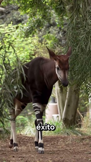 The Most Exclusive Animals in a Billionaire's Zoo