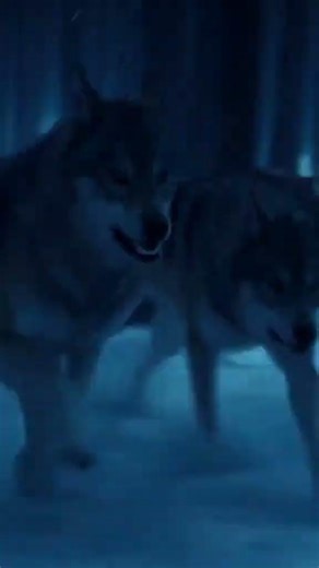 Wolf im Tiefen Wald | Spannendes Naturabenteuer