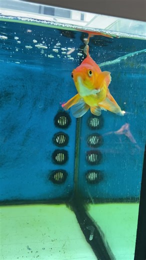 Premessa: 🐠 Il pesciolino rosso si trova in un negozio di animali e vedendolo così mi sono preoccupata di chiedere del perche della sua condizione e della sua salute, dato la sua insolita posizione. Mi è stato spiegato che il pesce soffre di difficile digestione e stomaco irritabile quasi ogni volta che mangia, fin da piccolo e ogni qual volta che succede, a causa di questo problema, si capovole e nuota a pancia in sù. #perte #viral #viralvideo #natura #pesce #acquario #pescerosso #foryou