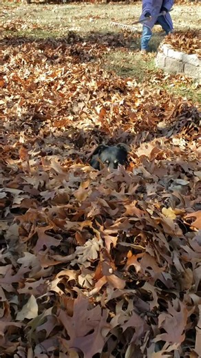 donnasanders853 (@donnasanders853)’s videos with original sound - donnasanders853